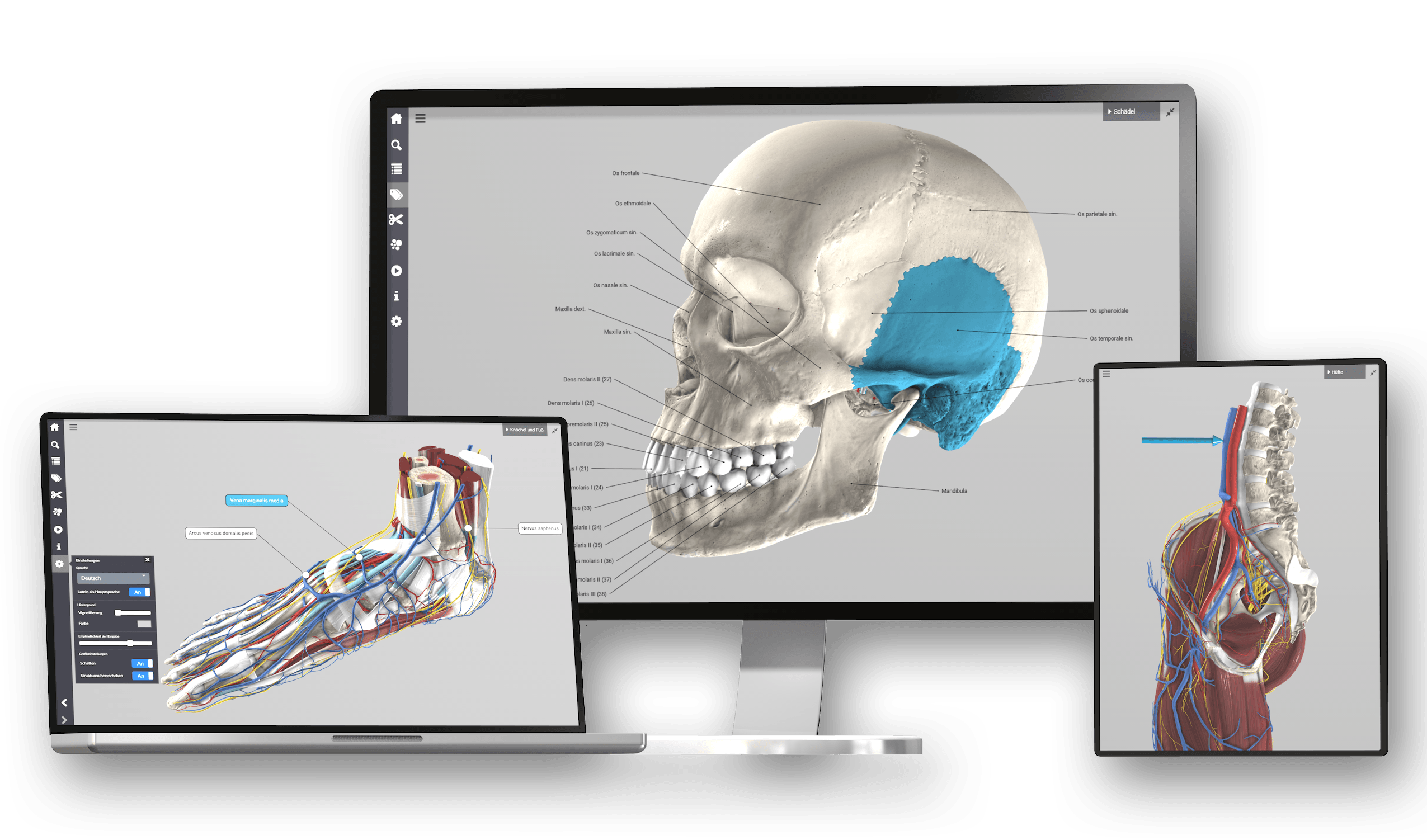 Independent use of 3D anatomy